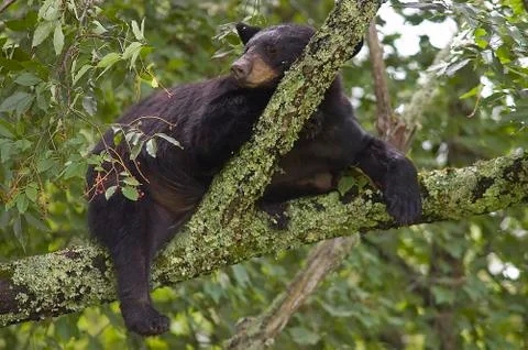 A black bear sleeping in a tree 스톡 사진