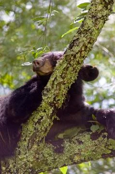 Black bear sleeping in tree Fotos Stock