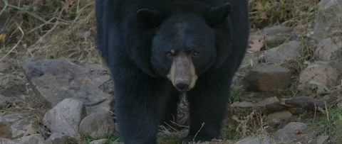 Black bear slow motion close up face Stock Footage 140267118