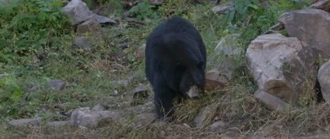 Black bear slow motion walking in the wild Stock Footage 140267042