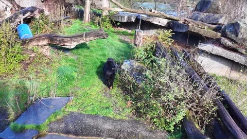 A black bear slowly walks around the enclosure in the zoo Stock Footage 274712578