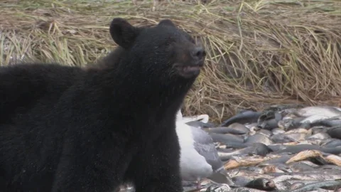 Black bear sniffs the air then grabs a salmon from the stream. Stock Footage 78619104