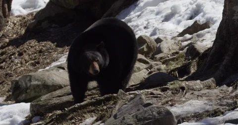 Black Bear snowy mountains Stock Footage 106592647