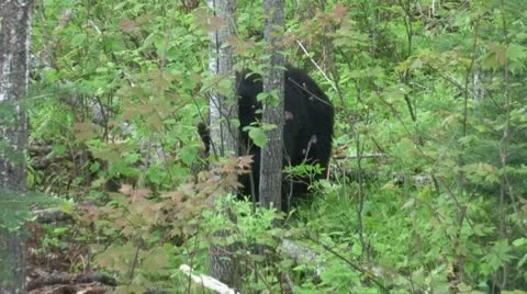 Black Bear in Spring Stock Footage 12687356