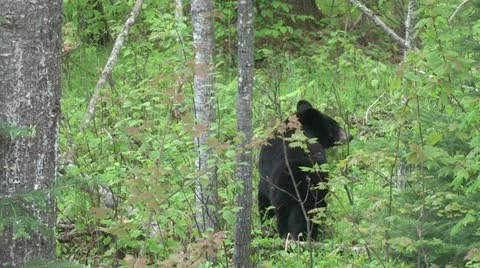 Black Bear in Spring Stock Footage 12687567