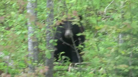 Black Bear in Spring Stock Footage