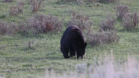 Black Bear in Springtime in Yellowstone National Park Wyoming Stock-Footage 336341693