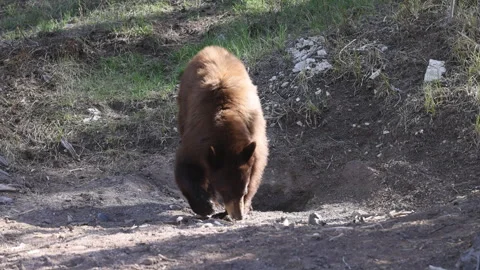 Black Bear in Springtime in Yellowstone National Park Wyoming Stock Footage 336341838
