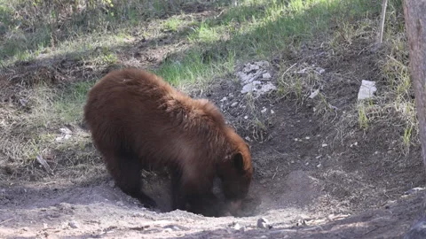 Black Bear in Springtime in Yellowstone National Park Wyoming Stock Footage 336342387