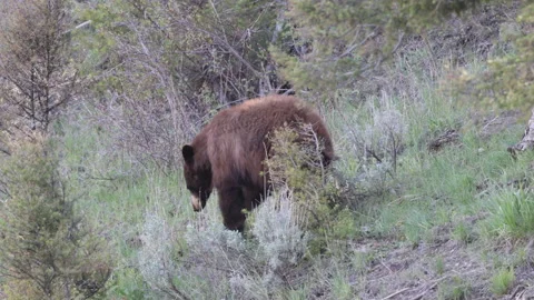 Black Bear in Springtime in Yellowstone National Park Wyoming Stock Footage 336342543