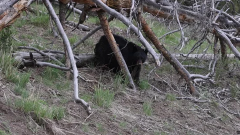 Black Bear in Springtime in Yellowstone National Park Wyoming Stock Footage 336342697