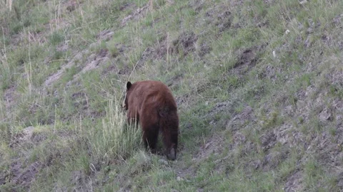 Black Bear in Springtime in Yellowstone National Park Wyoming Stock Footage 336342727
