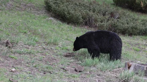 Black Bear in Springtime in Yellowstone National Park Wyoming Stock Footage 336343150