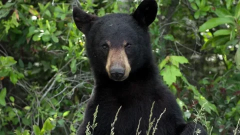 Black Bear standing and looking into camera Stock Footage 336922448