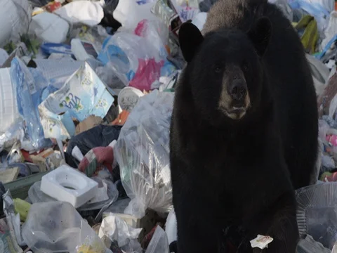 Black Bear standing in garbage Stock Footage 82145512