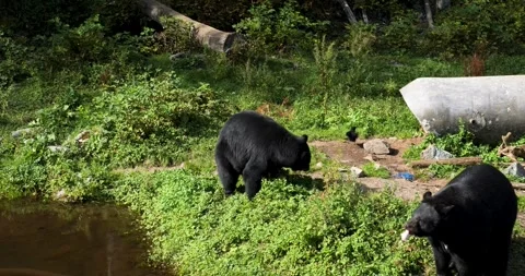 Black bear standing on its hind legs, Alaska. Stock Footage 332750082