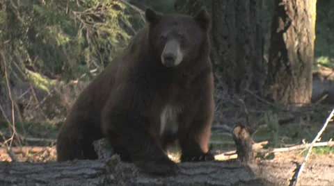 Black bear standing on log at Yosemite National Park 스톡 동영상 37585813