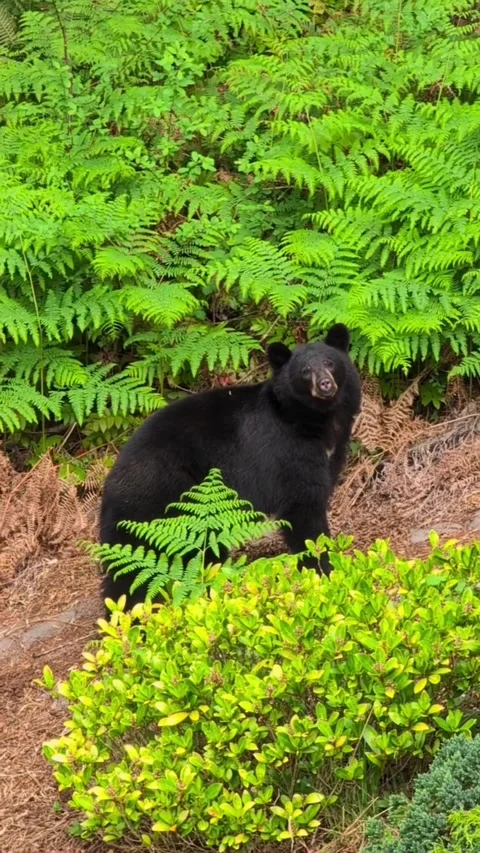 A black bear standing in a lush green forest with ferns and foliage Stock Footage 334824261
