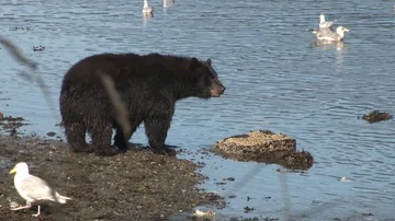 Black Bear standing on rocks Video stock 85534366