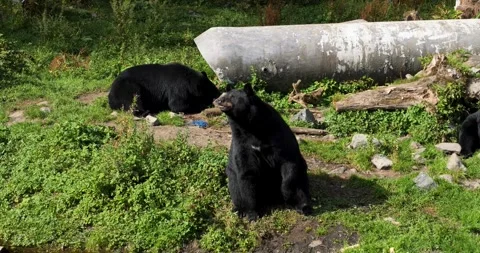 Black Bear standing up, second black bear eating, Alaska. Video stock 332750075