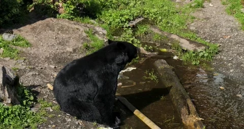 Black Bear standing on the shore of the pond, Alaska. Video stock 332749261