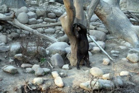 Black bear standing on two feet against tree with arms over its head Stock Photos