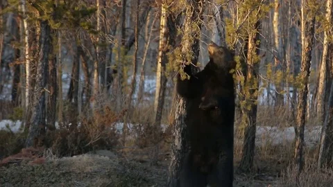 Black Bear standing on two legs scratching his back with branches Video stock 78772648