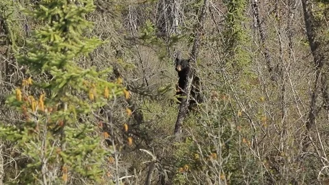 Black Bear standing on two legs for better look 스톡 동영상 79228879