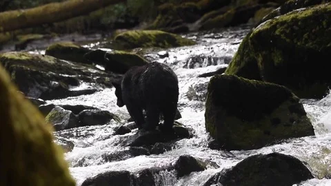 A black bear stands in the middle of a fast flowing river fishing for salmon Stock Footage 97803676