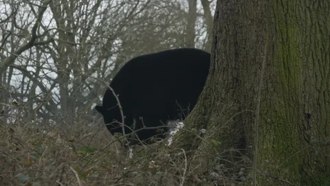 A black bear stands next to a tree 库存影片 122199902