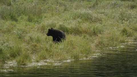 Black bear strolling around the river eating grass in slow motion Stock Footage 248497259