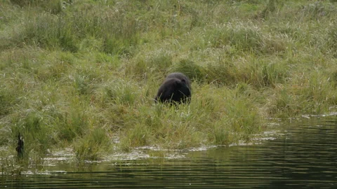 Black Bear Strolling Around The River Eating Grass in Alaska Stock Footage 248592282