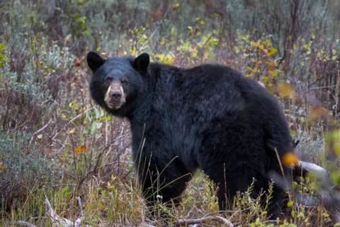 Black Bear in the Tetons Foto stock