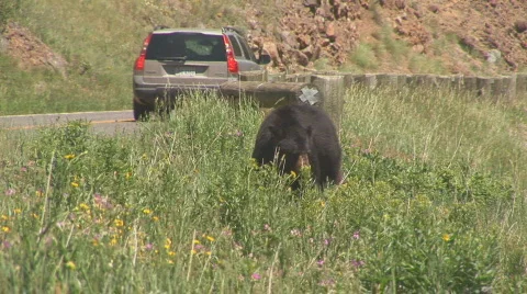 Black bear with tourists Stock Footage 82746