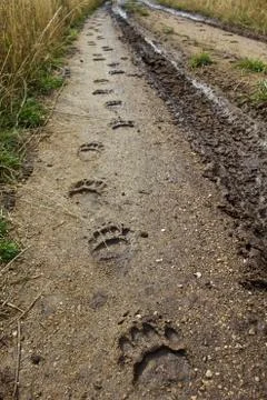 Black Bear Tracks Walking Down Muddy Dirt Road Stock Photos
