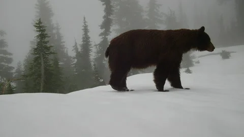 Black Bear Trail Camera 1 스톡 동영상 250929510