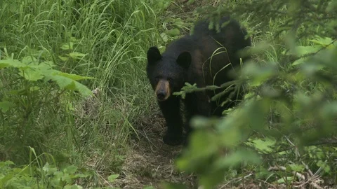 A black bear on a trail in the wild 스톡 동영상 94541628