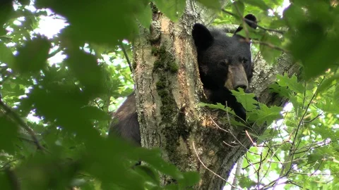 Black bear in a tree close up Stock Footage 114140368