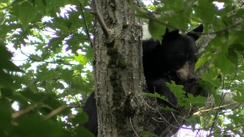 Black bear in a tree crosses paws and falls asleep Stock Footage 115441567