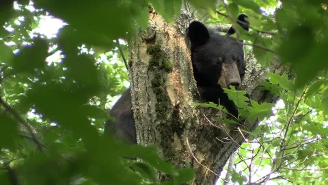 Black bear in a tree falling asleep Stock Footage 115441566