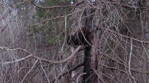 Black bear in a tree Video stock 161770346