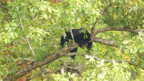 Black Bear in tree Stock-Footage 253136977