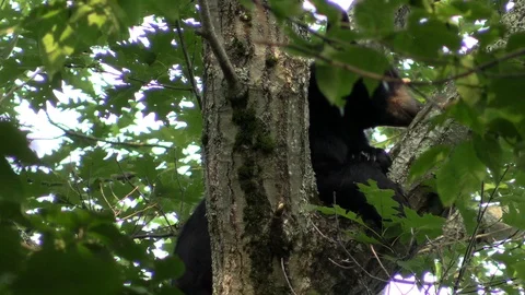 Black bear in tree opens mouth Stock Footage 114140528