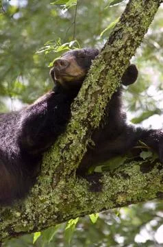 Black Bear in Tree 스톡 사진