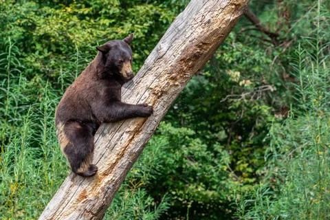 Black bear in the tree Stock Photos