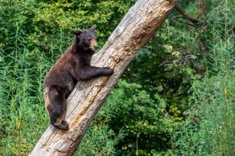 Black bear in the tree Foto stock