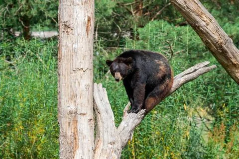 Black bear in the tree Foto stock