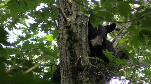 Black bear in a tree yawns Vídeo Stock 114140487
