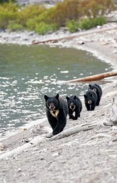 Black Bear with Triplets Stock Photos