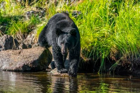 Black Bear (Ursus americanus), watching for salmon from shoreline, Tongass Natio Stock Photos